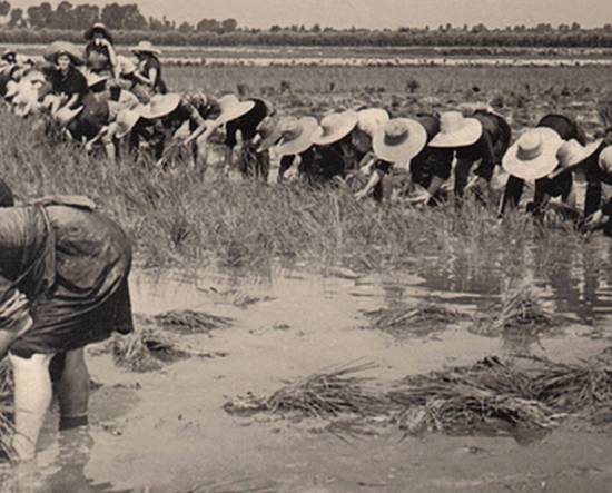 La storia del riso nel Vercellese